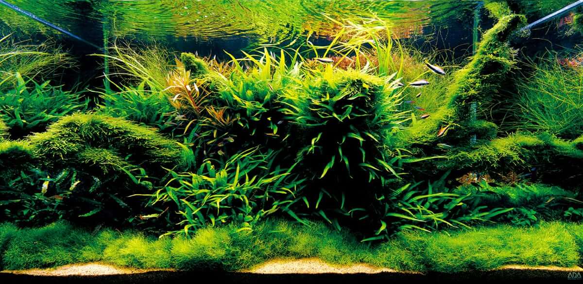 Aquaforest Reef Marine Salt